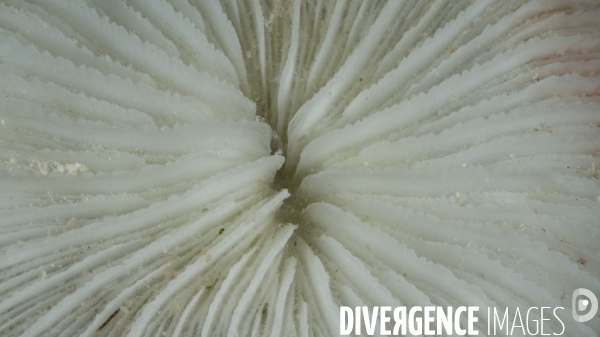 Squelette calcaire d un corail champignon Fungia sp.