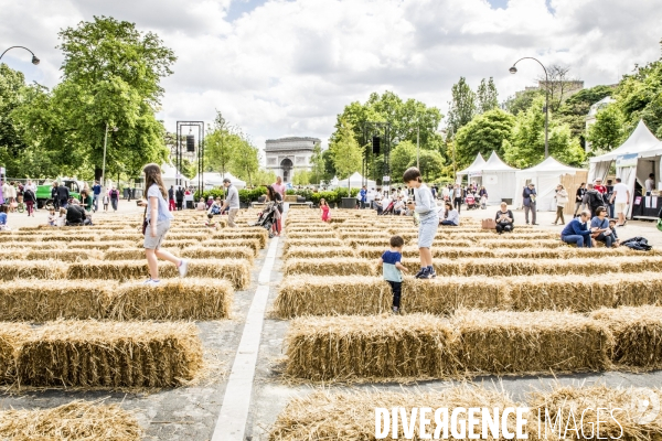 BiodiversiTerre, l avenue Foch vegetale