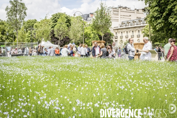 BiodiversiTerre, l avenue Foch vegetale