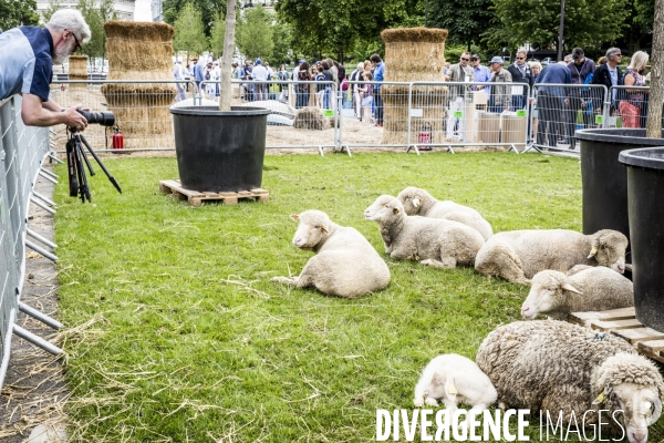 BiodiversiTerre, l avenue Foch vegetale