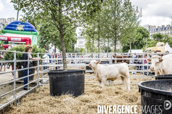 BiodiversiTerre, l avenue Foch vegetale