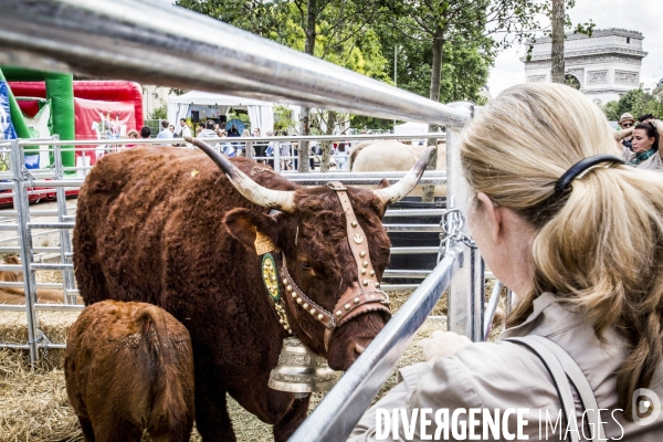 BiodiversiTerre, l avenue Foch vegetale