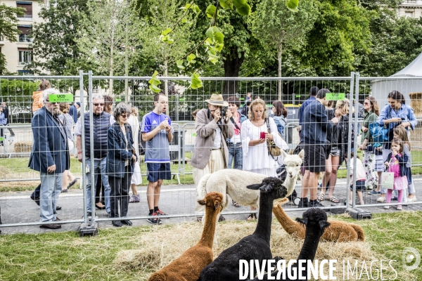 BiodiversiTerre, l avenue Foch vegetale