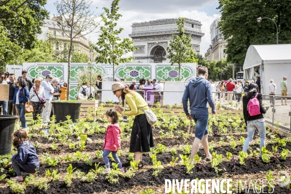 BiodiversiTerre, l avenue Foch vegetale