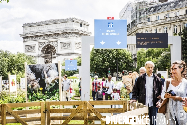 BiodiversiTerre, l avenue Foch vegetale