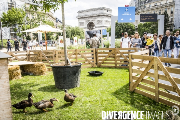 BiodiversiTerre, l avenue Foch vegetale