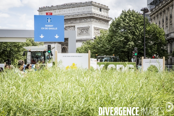 BiodiversiTerre, l avenue Foch vegetale