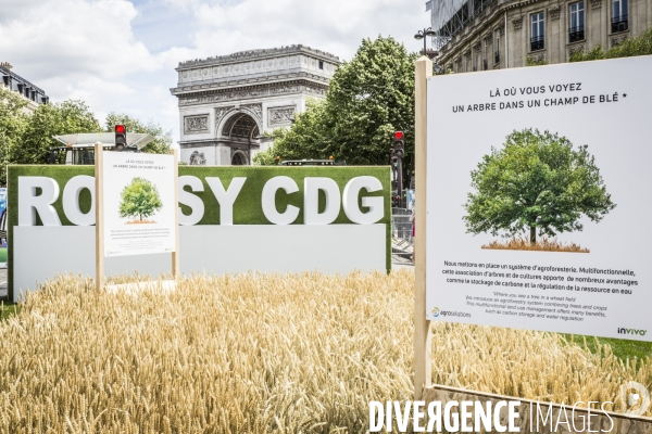 BiodiversiTerre, l avenue Foch vegetale