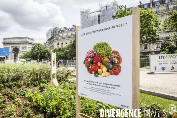 BiodiversiTerre, l avenue Foch vegetale