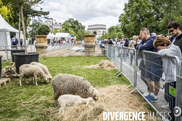 BiodiversiTerre, l avenue Foch vegetale