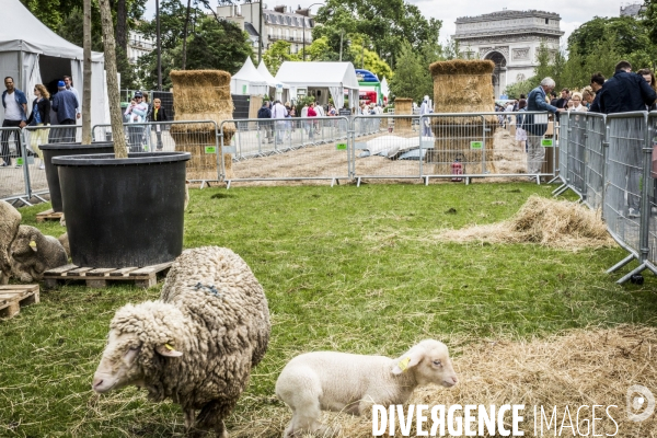 BiodiversiTerre, l avenue Foch vegetale