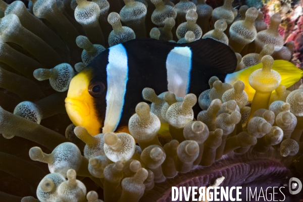 Poisson clown de Clark dans son anémone aux Maldives