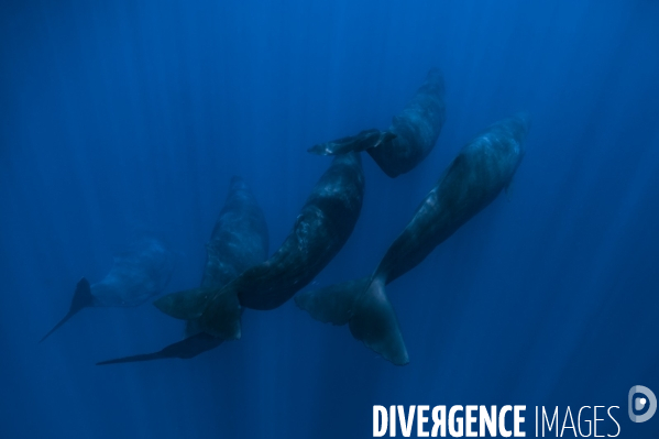 Groupe de cachalots en pleine eau à l île Maurice