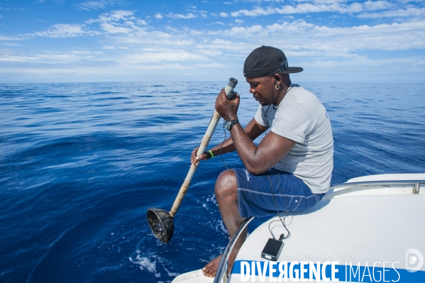 Repérage des cachalots à l île Maurice avec hydrophone directionnel