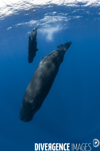 Femelle cachalot et son petit à l île Maurice