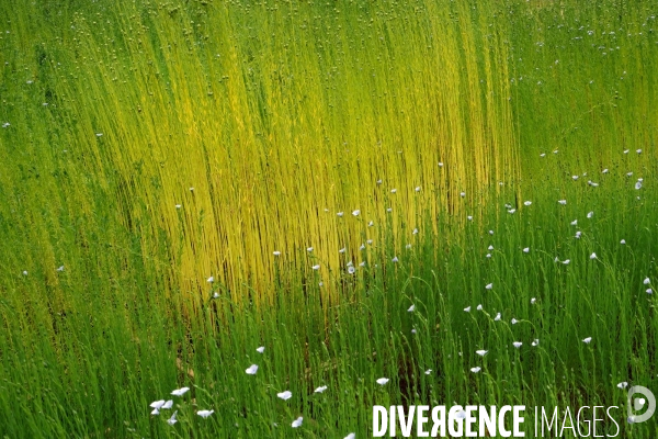 BiodiversiTerre, promenade agricole et vegetale avenue Foch realisee par l artiste Gad Weil