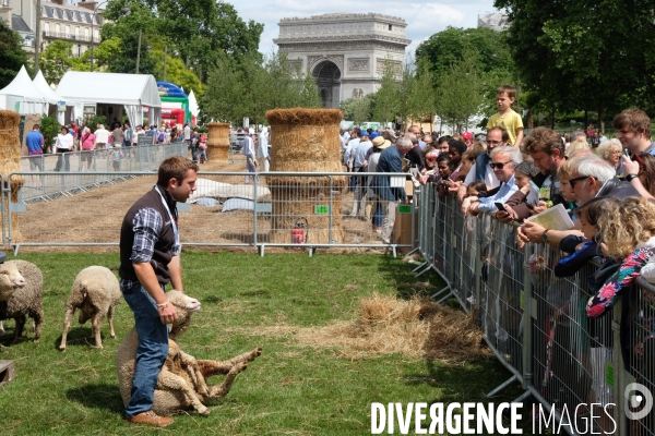 BiodiversiTerre, promenade agricole et vegetale avenue Foch realisee par l artiste Gad Weil