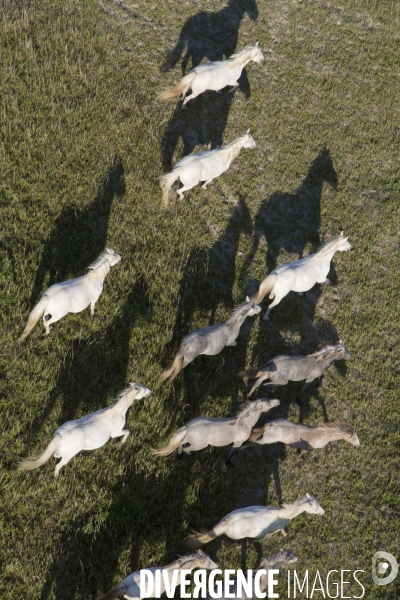 Vue aérienne de Camargue