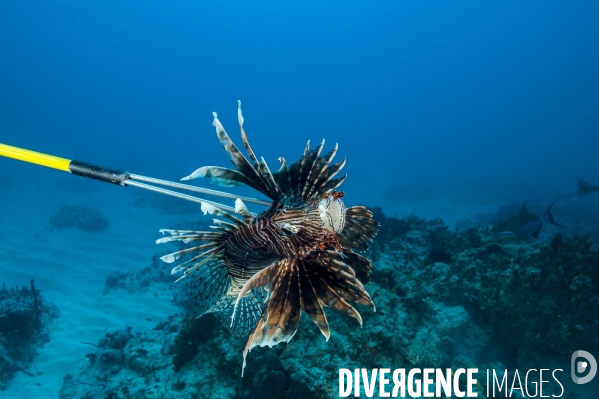 Pterois, le nouvel envahisseur