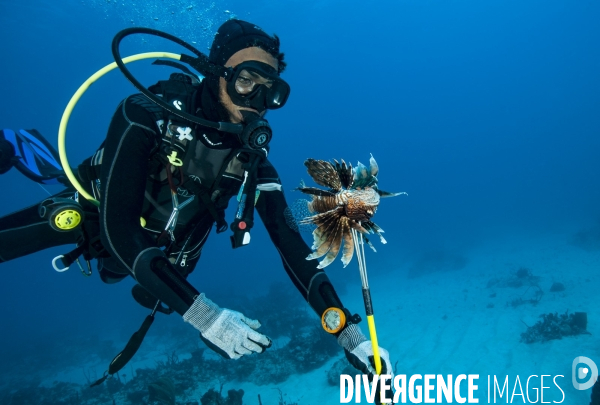 Pterois, le nouvel envahisseur