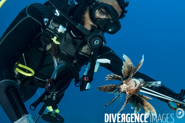 Pterois, le nouvel envahisseur