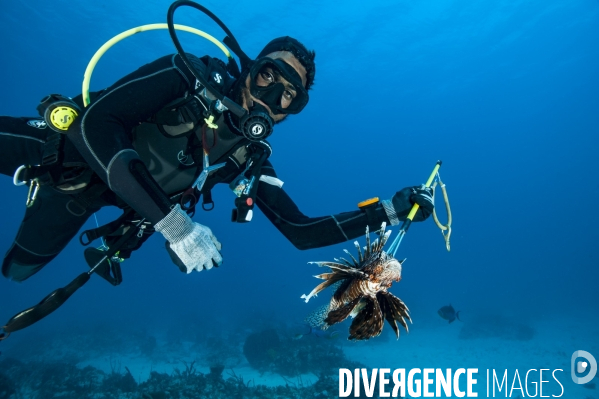 Pterois, le nouvel envahisseur