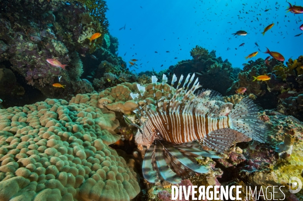 Pterois, le nouvel envahisseur