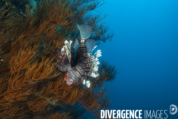 Pterois, le nouvel envahisseur