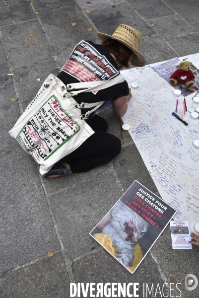Rassemblement à Paris pour le chat Chevelu torturé à mort. Mobilization in Paris for Chevelu, cat tortured to death.