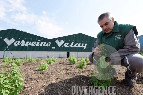 Distillerie de la Verveine du Velay