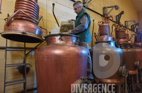 Distillerie de la Verveine du Velay