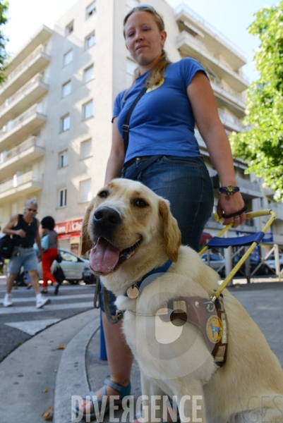 #Formation #ChiensGuides #Aveugles #Nice06