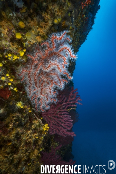 Corail Rouge