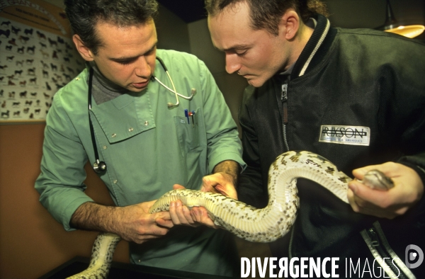 NAC (Nouveaux animaux de compagnie)