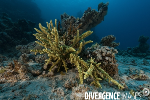 Corail Acropora sp