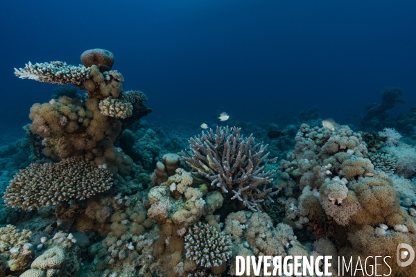 Récifs coralliens en Mer Rouge