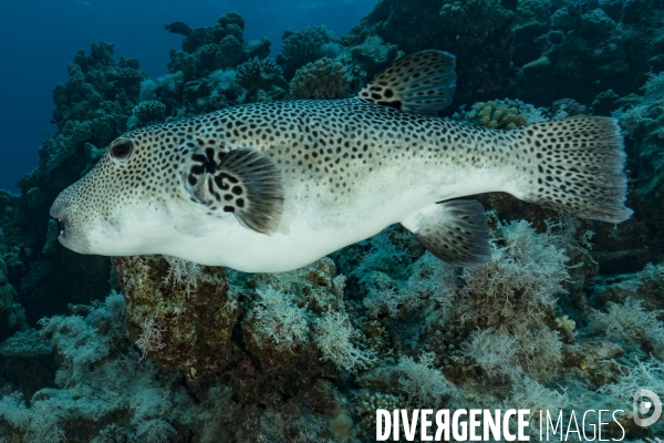 Poisson ballon étoilé (Arothron stellatus)