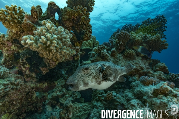 Poisson ballon étoilé (Arothron stellatus)