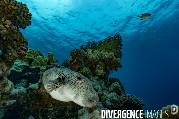 Poisson ballon étoilé (Arothron stellatus)