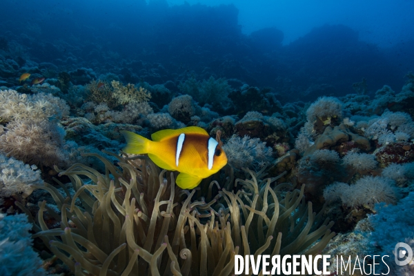 Poisson clown de Mer Rouge (Amphiprion bicinctus)