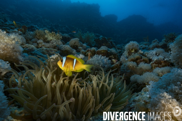 Poisson clown de Mer Rouge (Amphiprion bicinctus)