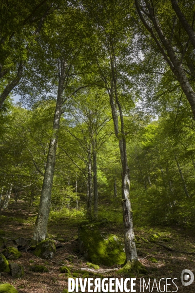 Montagnes d Ariege été 2017