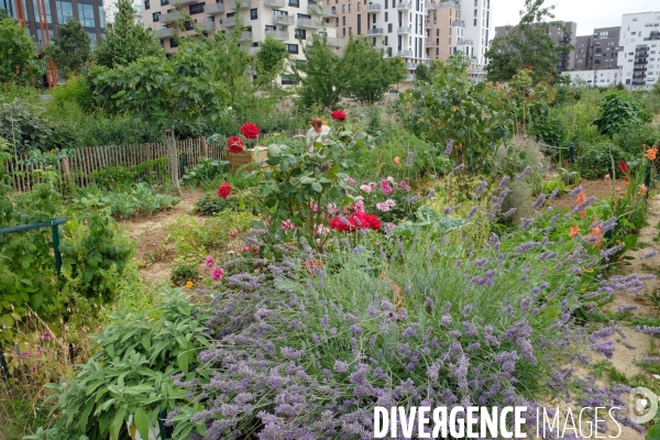 Juillet2017.Le jardin partage du grand parc a saint Ouen