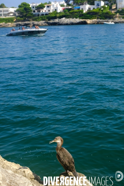 Majorque.Un cormoran se repose sur les rochers de la calanque de Cala d Or