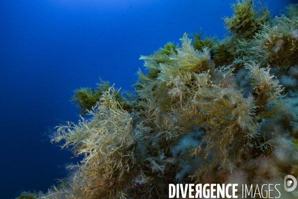 Multiples espèces d algues dans la réserve de Scandola en Corse