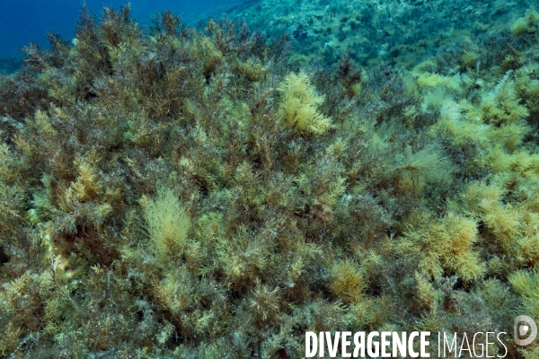 Multiples espèces d algues dans la réserve de Scandola en Corse