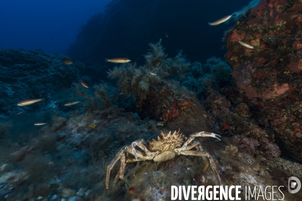 Grande araignée de mer maja squinado en Corse