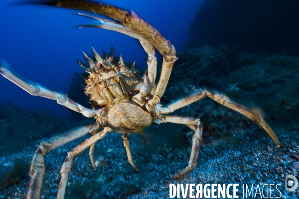 Grande araignée de mer maja squinado en Corse