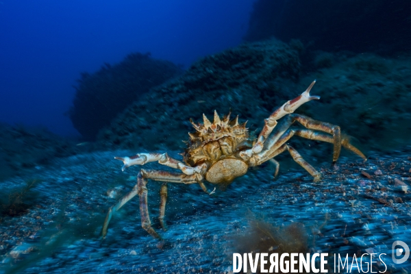 Grande araignée de mer maja squinado en Corse