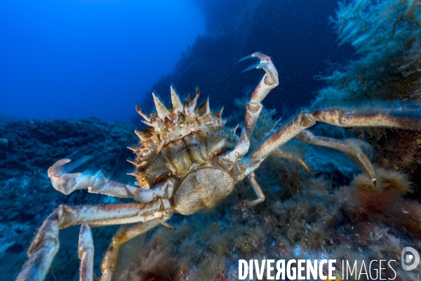 Grande araignée de mer maja squinado en Corse